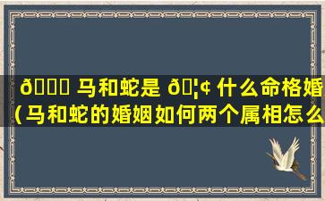 🐛 马和蛇是 🦢 什么命格婚姻（马和蛇的婚姻如何两个属相怎么样）